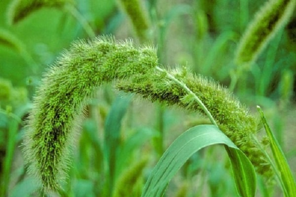 espèces de mauvaises herbes