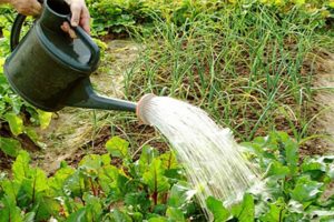 ¿Con qué frecuencia y correctamente regar las remolachas al aire libre?