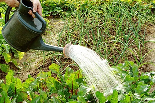 watering from a watering can