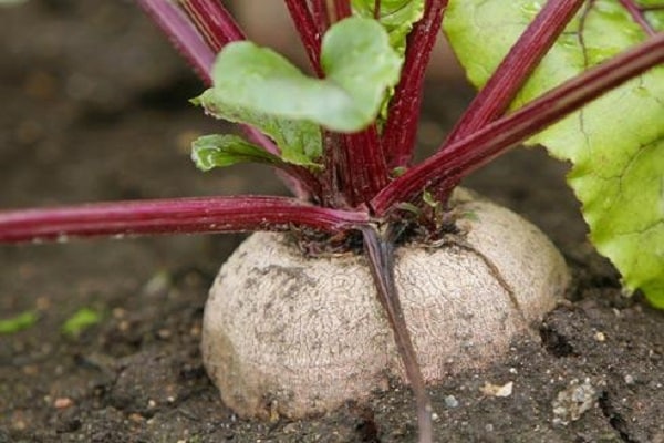 les jardiniers sont intéressés par