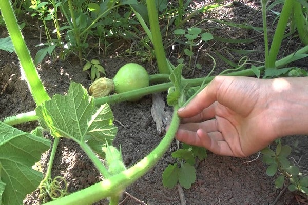 une pincée de légumes