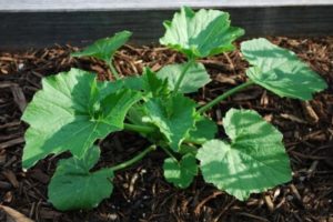 Scheme of how to form and pinch zucchini in the open field