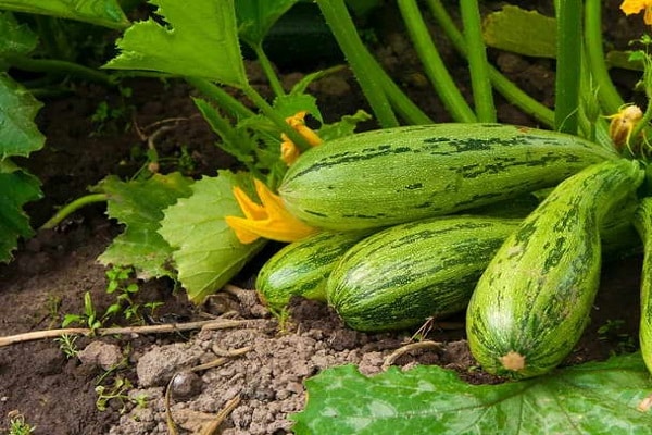 calabacín en el suelo