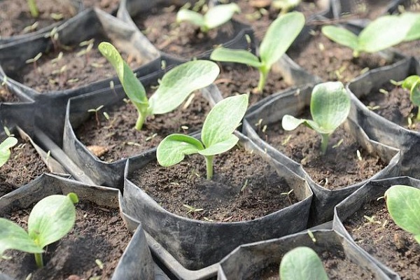 squash seedlings