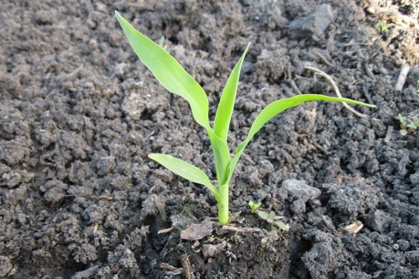 corn plants