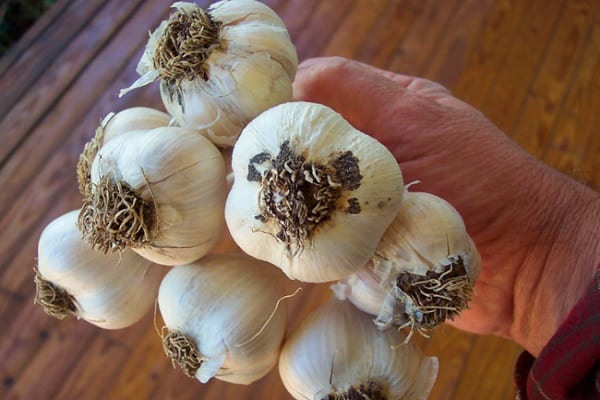 preparing seeds