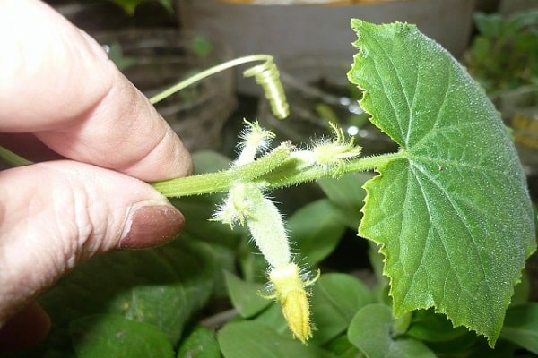 a few cucumbers