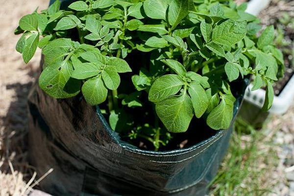 Escarabajo de la patata de Colorado