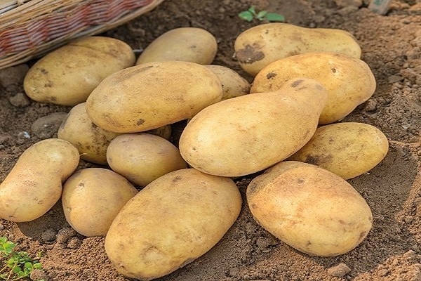 pommes de terre de variété