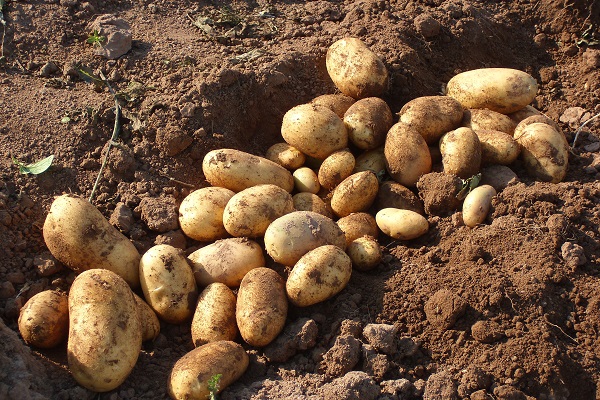 cultivado en el sitio