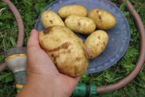 Description of the Colette potato variety, its characteristics and yield