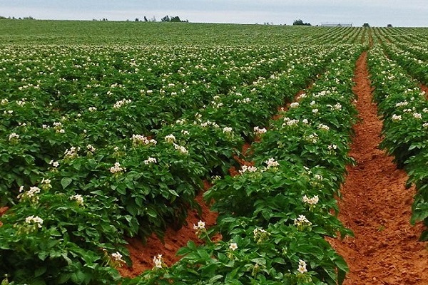 cultivó una variedad