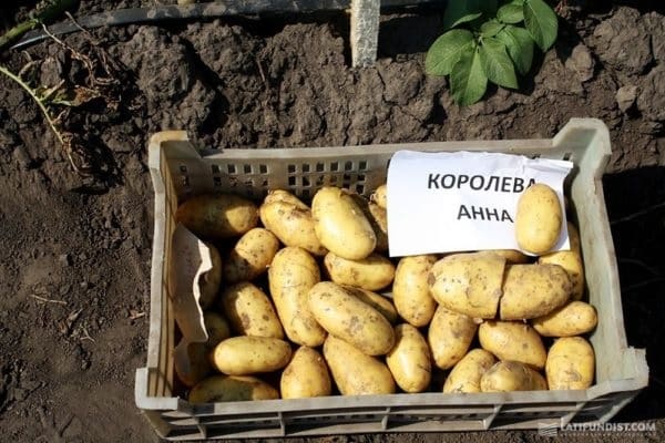 variétés de pommes de terre