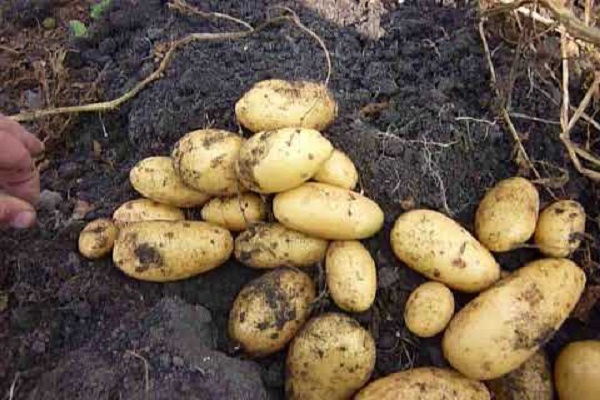 ripening tubers