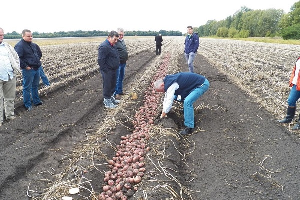 features of root crops