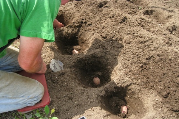 ripening planted