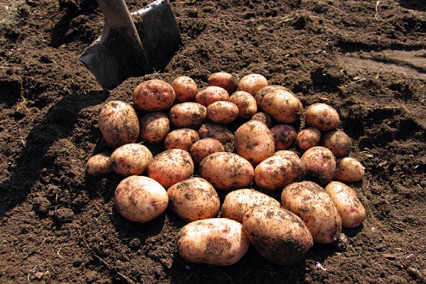 parcelle pour pommes de terre