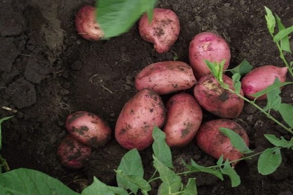 pommes de terre Lyubava