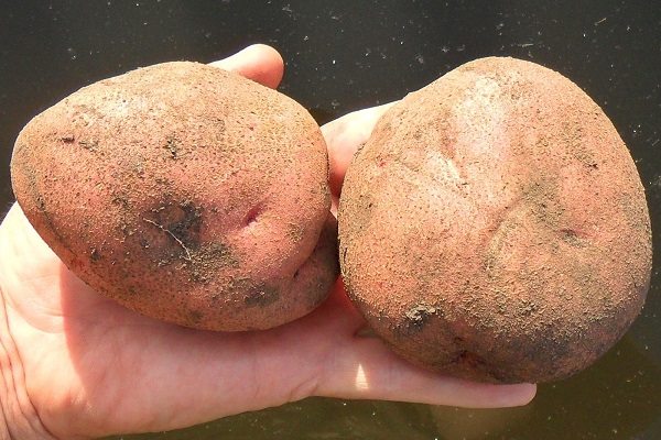 early ripe potatoes