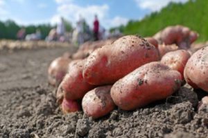 Descripción de la variedad de papa Lyubava, características de cultivo y cuidado.