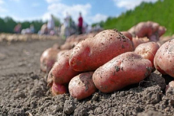 taste of potatoes