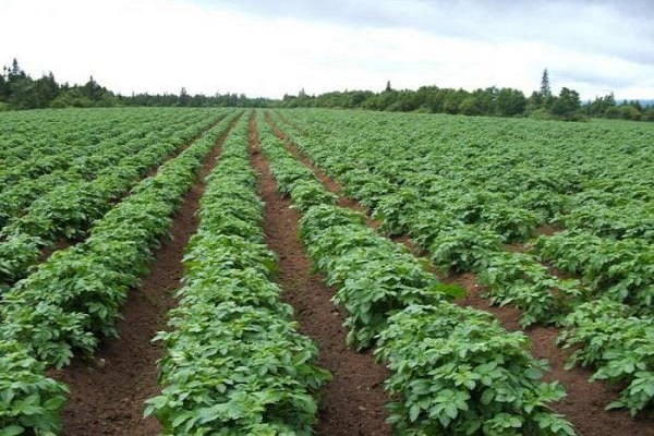 resistencia a la variedad