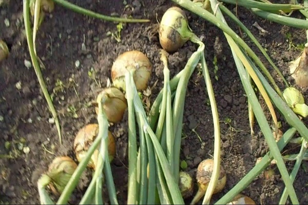 plantado antes del invierno