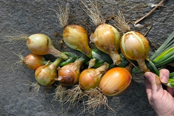 harvested crop