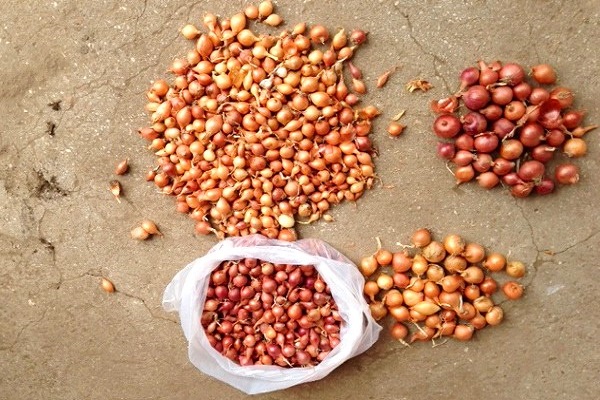 drying in the garden