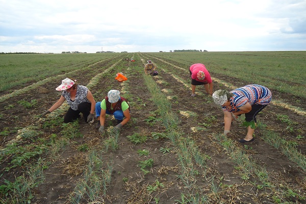 regar las plantaciones