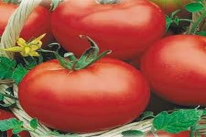 Description of the tomato variety Red Dome, its characteristics and productivity