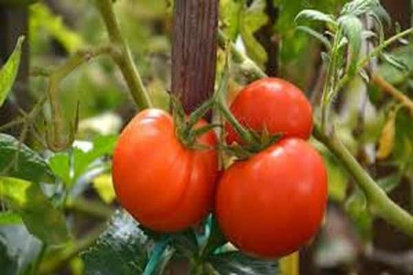 garder la qualité des tomates