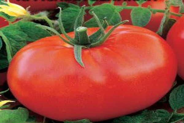 varieti tomato kubah merah