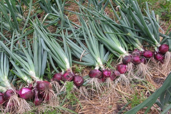 culture du jardin