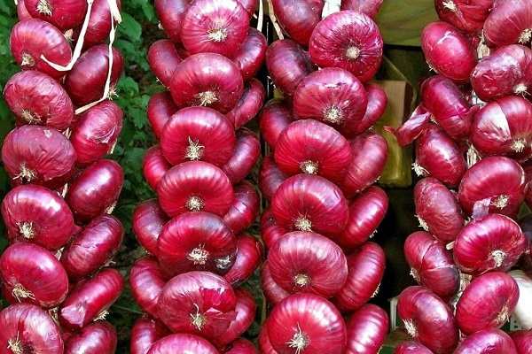 Crimean onion