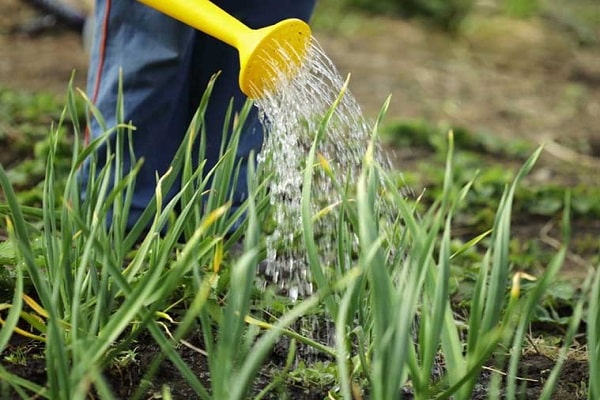 exercise from a watering can