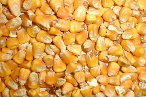 fodder corn