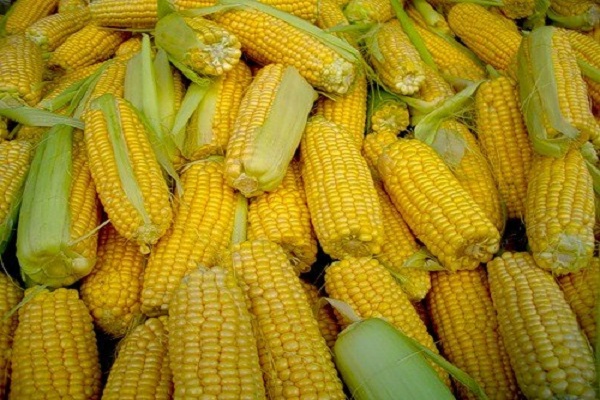 feed maize