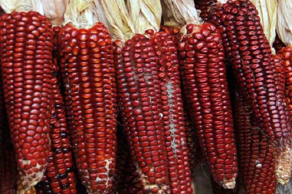 corn red