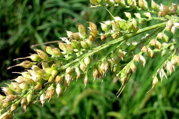 soporta el monocultivo