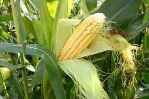 The best predecessors of corn in a crop rotation that can be planted after