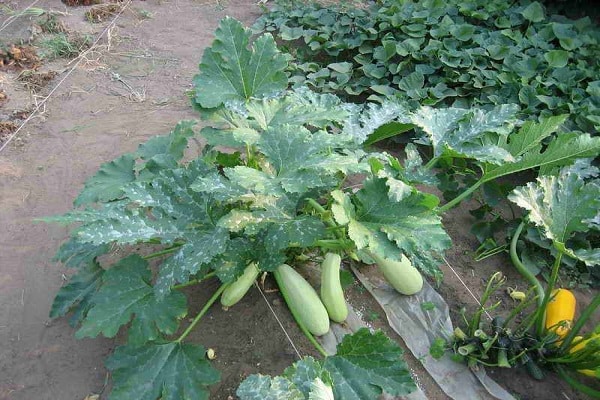 tukang kebun yang berpengalaman