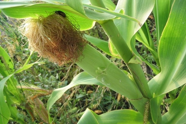  corn silk