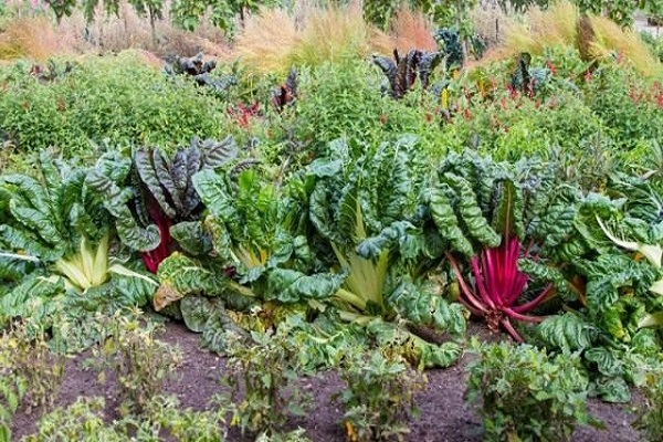 faire des salades