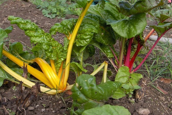 swiss chard