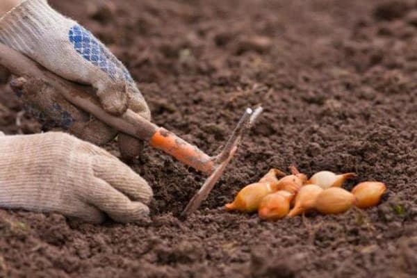 características de cultivo