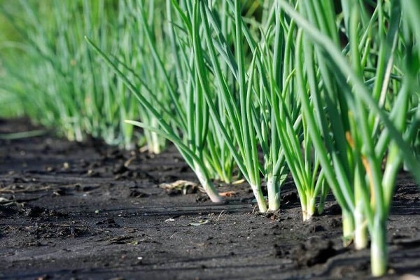 forcing greens