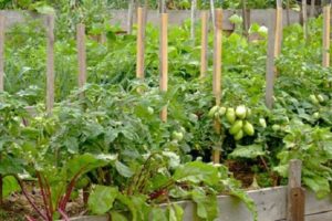 Avec ce que vous pouvez planter des betteraves dans le même jardin, compatibilité avec les oignons et autres légumes