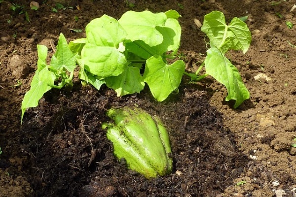 planting before ripening