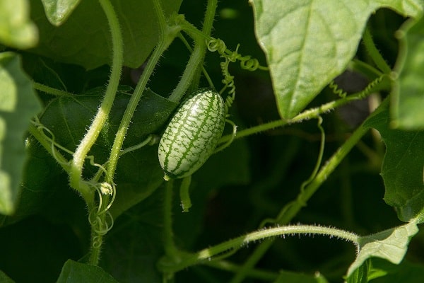 algunos jardineros